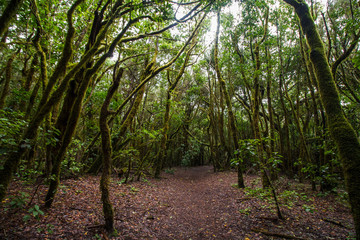 Garajonay National park in La Gomera, Canary islands, Spain. Green, moss, jungle mystic forest