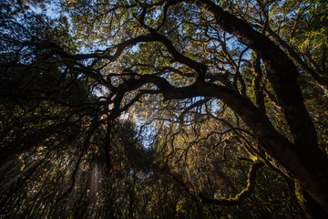 Garajonay National park in La Gomera, Canary islands, Spain. Green, moss, jungle mystic forest