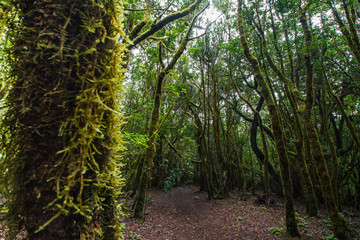 Garajonay National park in La Gomera, Canary islands, Spain. Green, moss, jungle mystic forest