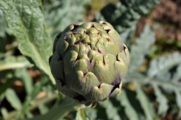 Fototapeta premium artichokes 
