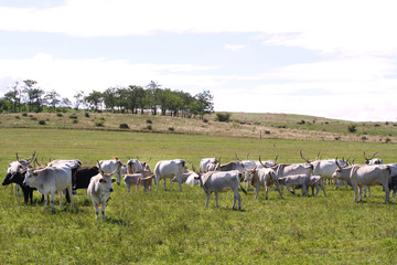 Fototapeta na wymiar Herd of hungarian grey cattle on a meadow at rural animal farm