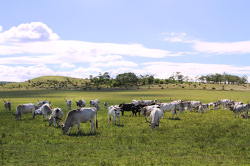 Fototapeta premium Herd of hungarian grey cattle on a meadow at rural animal farm