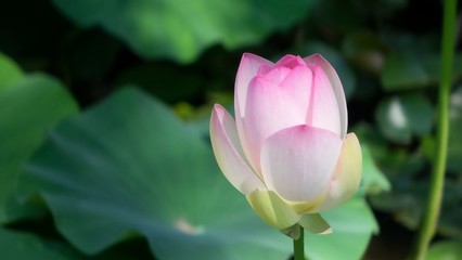 Wasserrose © teub47