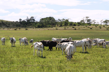Herd of hungarian grey cattle on a meadow at rural animal farm