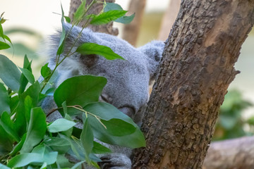 Obraz premium Koala sleeping in tree