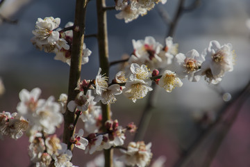 Flowers of the Plum