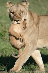 Lioness carrying cub