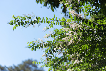 Ligustrum sinense Lour 