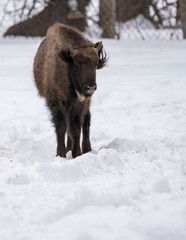 Bison in winter in the reserve