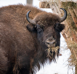 Bison in winter in the reserve