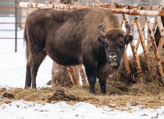 Bison in winter in the reserve