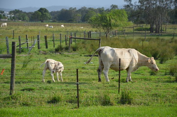 Fototapeta na wymiar Cows on grazing