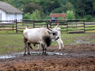 Herd of hungarian grey cattle on a meadow at rural animal farm
