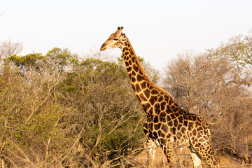 Naklejka na ściany i meble giraffe in south africa