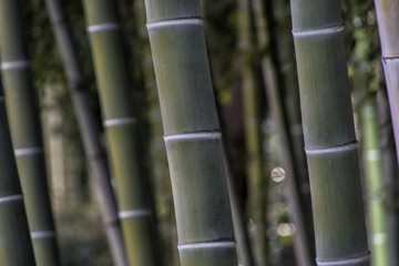 Fototapeta premium Bamboo Forest