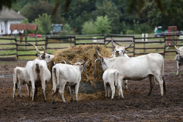 Group of hungarian steppe cattle