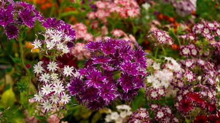 Obraz premium Drummond phlox pink bright multicolored flowers mix annual