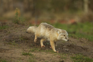 Steppevos loopt over het veld