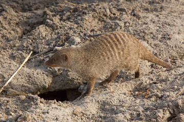 Zebramangoest bij zijn hol