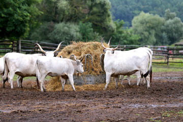 Group of hungarian steppe cattle