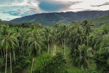 Fototapeta na wymiar Tropical dirt road through the palm forest with green jungle hills on the background arial drone view