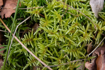 Red Stemmed Feathermoss in Winter