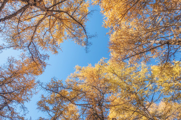 Golden pine forest with blue sky background