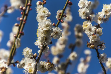 Flowers of the Plum