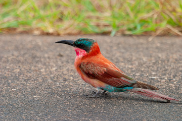 kruger national park south africa