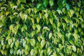 ficus benjamina plant leaves texture