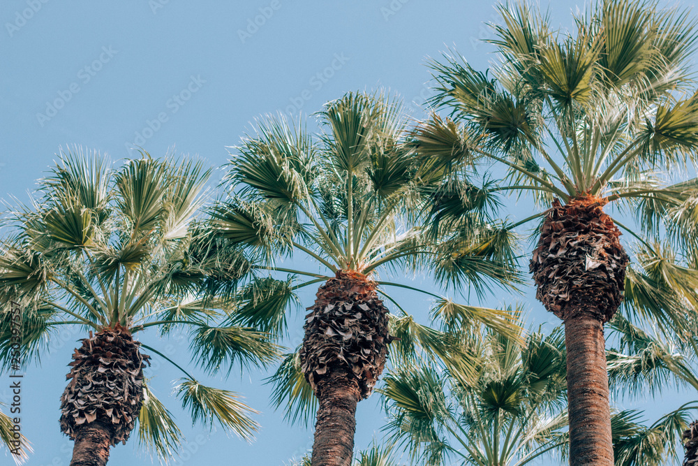 Wall mural palm tree and blue sky