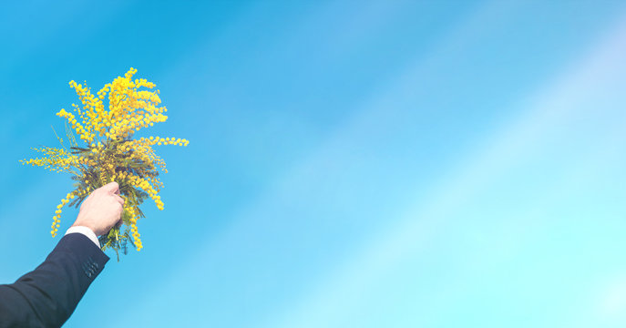 Mazzo di mimose tenute da una mano per la festa della donna. Sfondo blu per scritta.