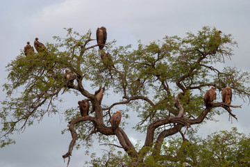 white backed volture kruger national park south africa