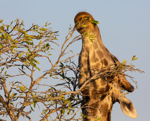 giraffe neck
