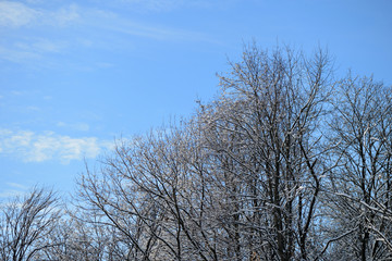 Crowns of trees in winter against the blue sky as background