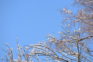 Crowns of trees in winter against the blue sky as background