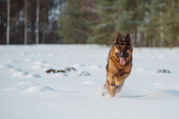 German Shepherd running in the snow
