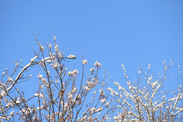 Crowns of trees in winter against the blue sky as background