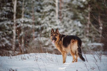 German Shepherd running in the snow