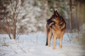 German Shepherd running in the snow