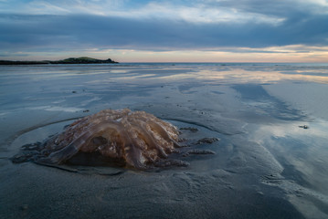 jellyfish washed up on the beach in brittany, france © Stephane Debove