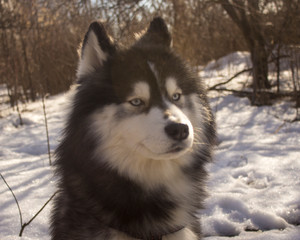 Siberian husky wolf dog in winter forest outdoor on the snow