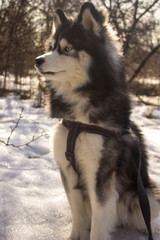 Sitting Siberian husky wolf dog in winter forest outdoor on the snow
