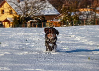 A gun dog, Cesky fousek, is running across frozen meadow for her victims. A brown dog furiously running to me