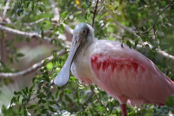 Espátula rosada