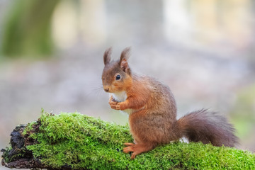 Naklejka na ściany i meble Red squirrel sitting on moss