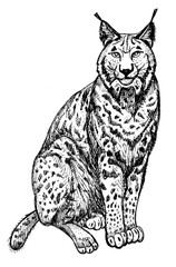 Wild cat. Lynx. Clipart for art work and weddind design.
