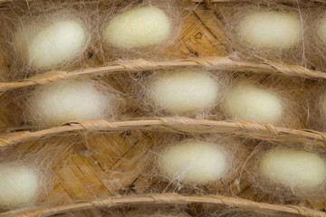 Silk Worm Cocoon In The Nest