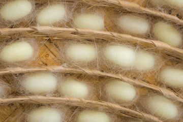 Silk Worm Cocoon In The Nest