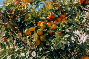 oranges on tree